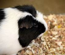 Guinea Pig Image