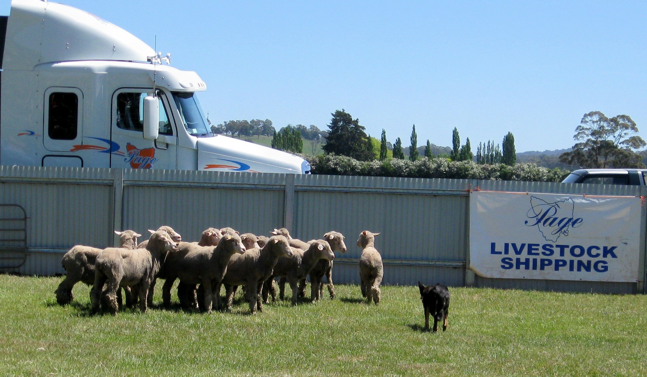 working dogs 2011 cropped